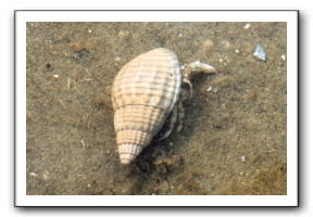 Ameland_05-2013_0045