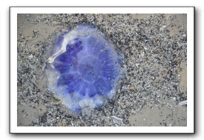 Ameland_07-2013_0103