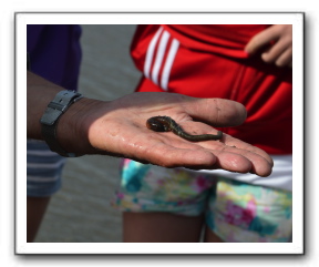 Ameland_10-2013_0013