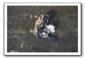 Ameland_10-2013_0017